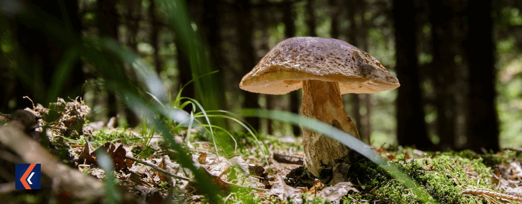 limit grzybów w niemczech