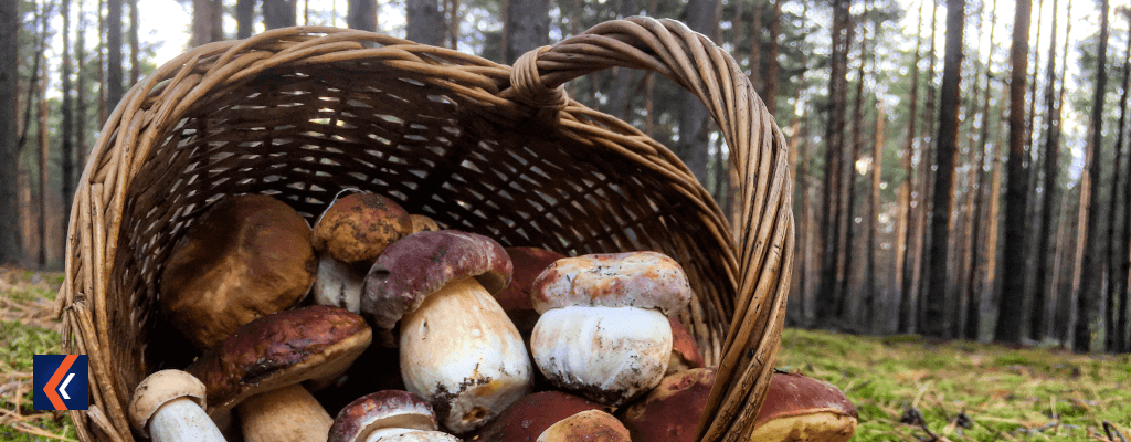 limit grzybów w niemczech